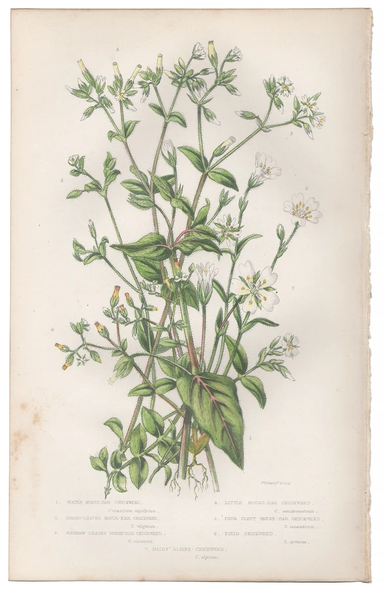 Anne Pratt Plate 44 Chickweed