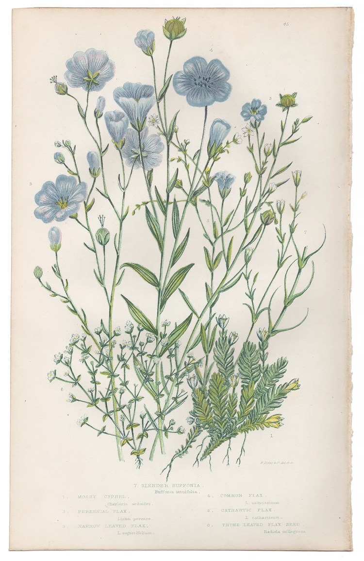 Anne Pratt Plate 45 Cyphel, Flax, Buffonia