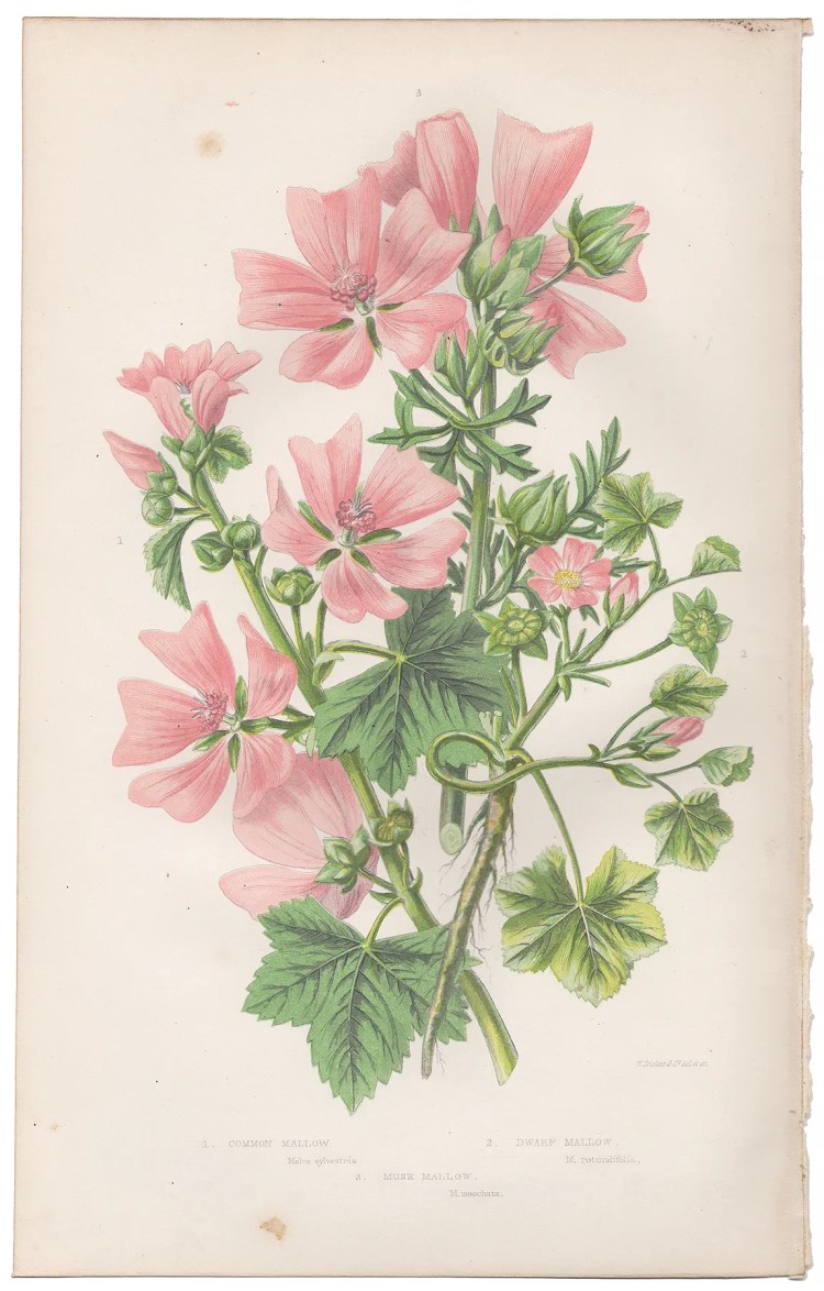 Anne Pratt Plate 46 Mallow