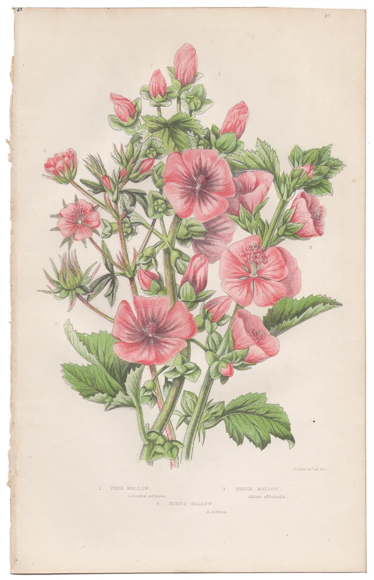 Anne Pratt Plate 47 Mallow