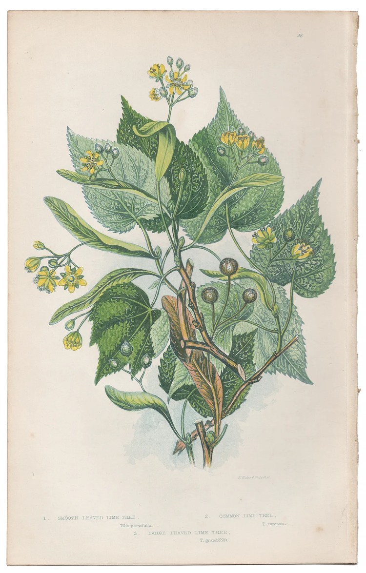 Anne Pratt Plate 48 Lime Tree