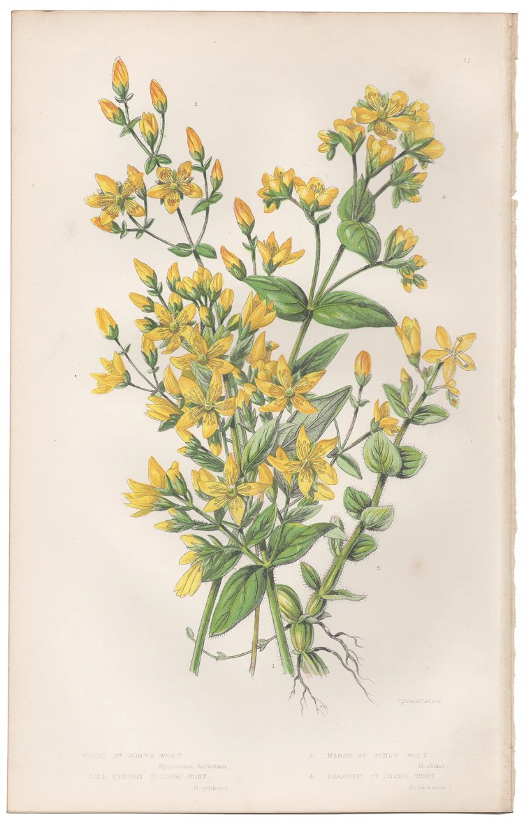 Anne Pratt Plate 51 St. John's Wort