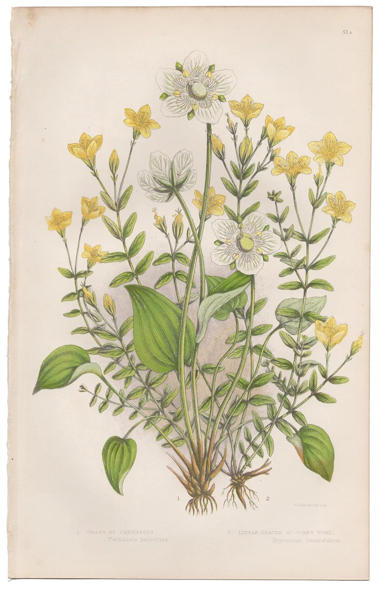 Anne Pratt Plate 51a Grass of Parnassus