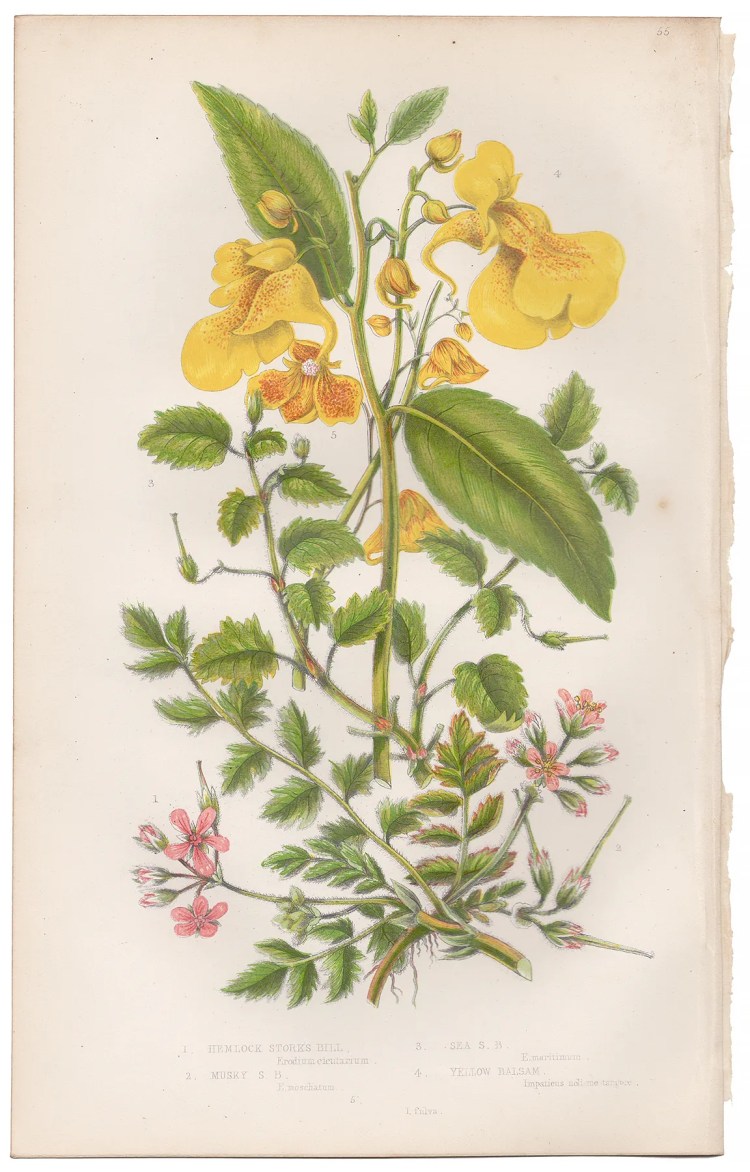 Anne Pratt Plate 55 Stork's Bill, Balsam