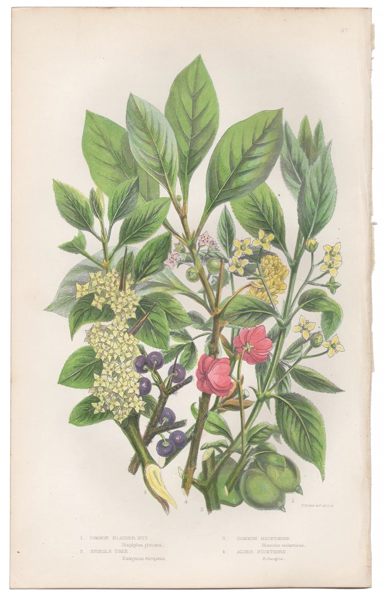 Anne Pratt Plate 57 Bladder Nut, Spindle Tree, Buckthorn