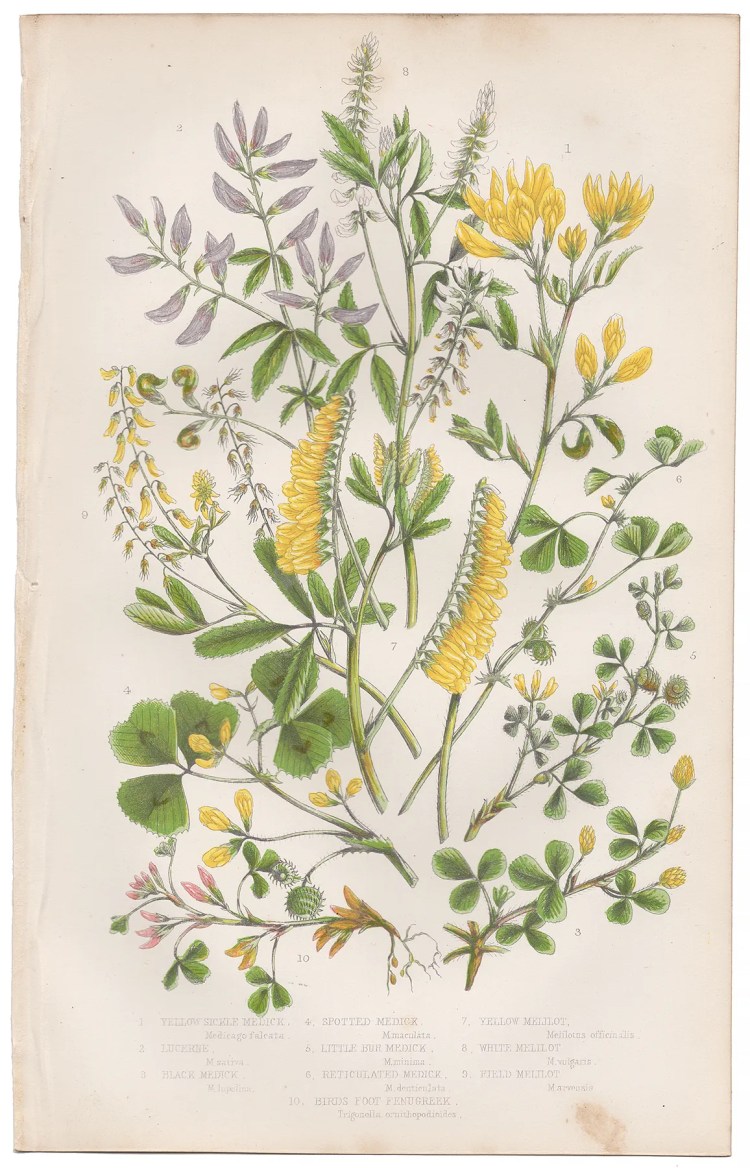 Anne Pratt Plate 58 Medick, Lucerne, Melilot