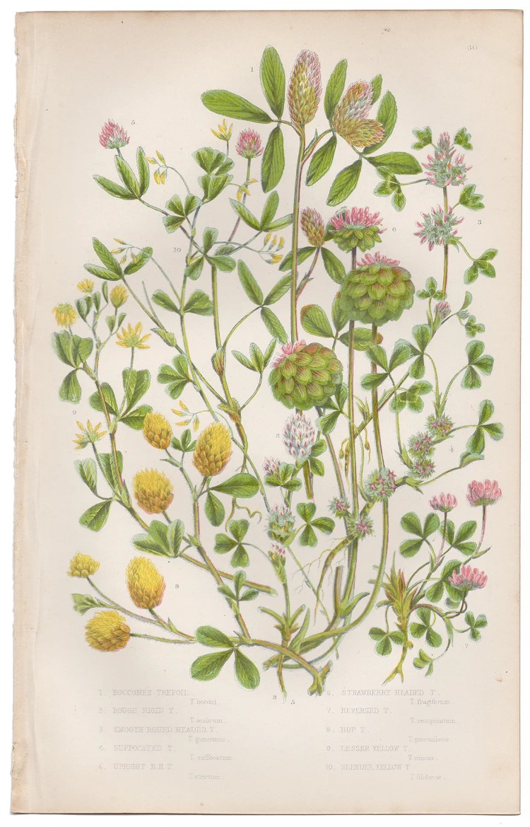 Anne Pratt Plate 60 Trefoil