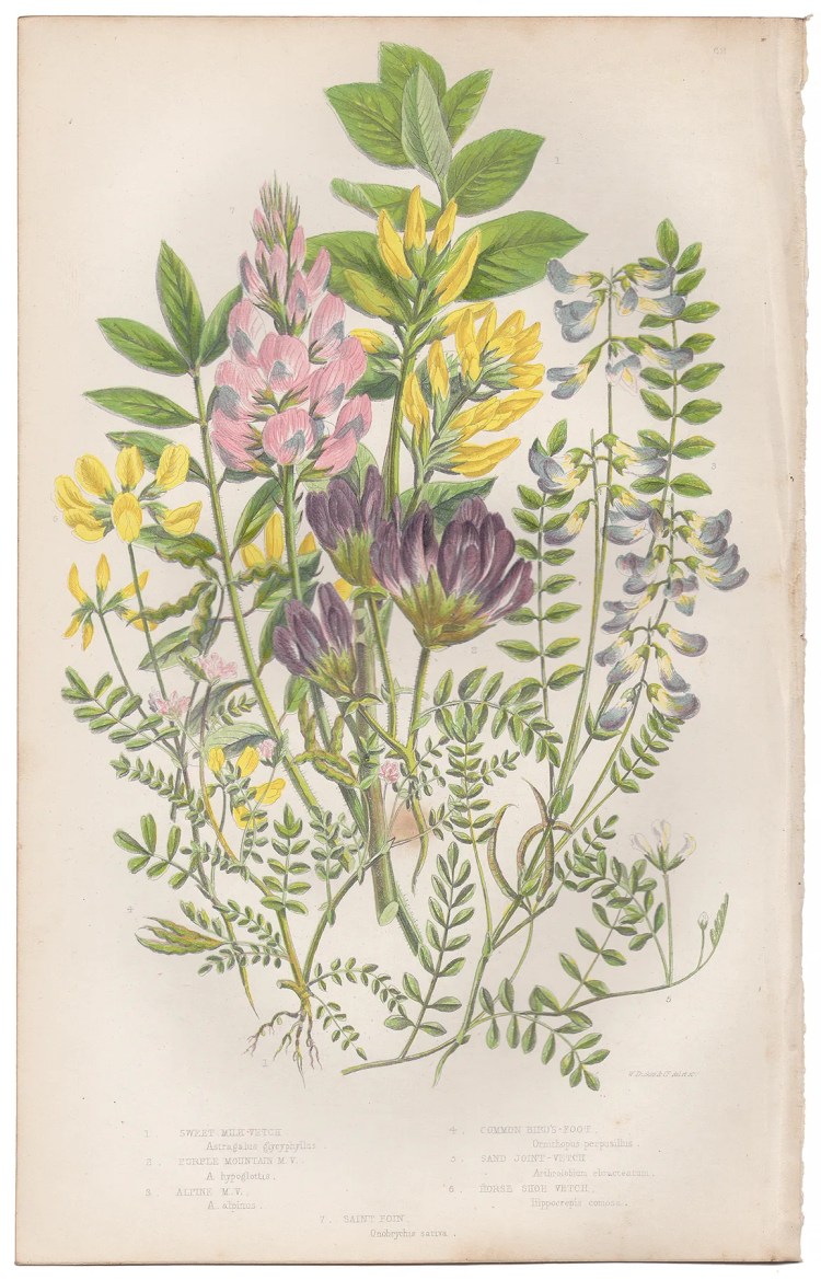 Anne Pratt Plate 62 Vetch, Bird's-foot, Saint Foin