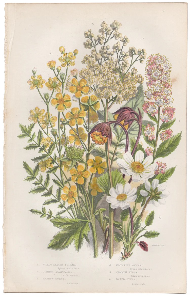 Anne Pratt Plate 66 Spiraea, Dropwort, Avens