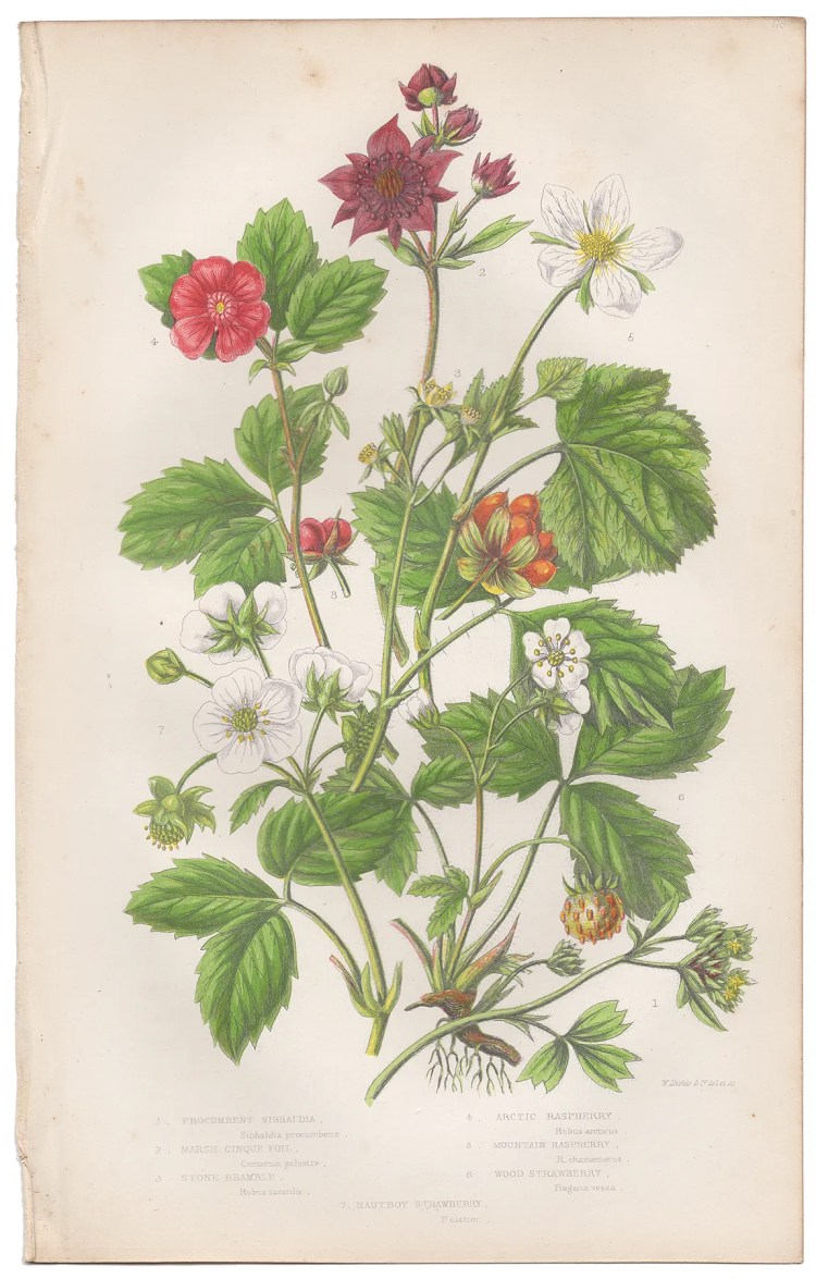 Anne Pratt Plate 68 Raspberry, Strawberry