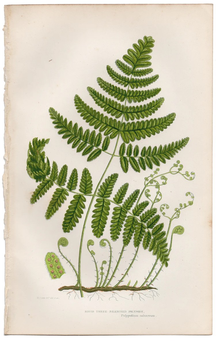 Anne Pratt Ferns Plate 276 Rigid Three Branched Polypody