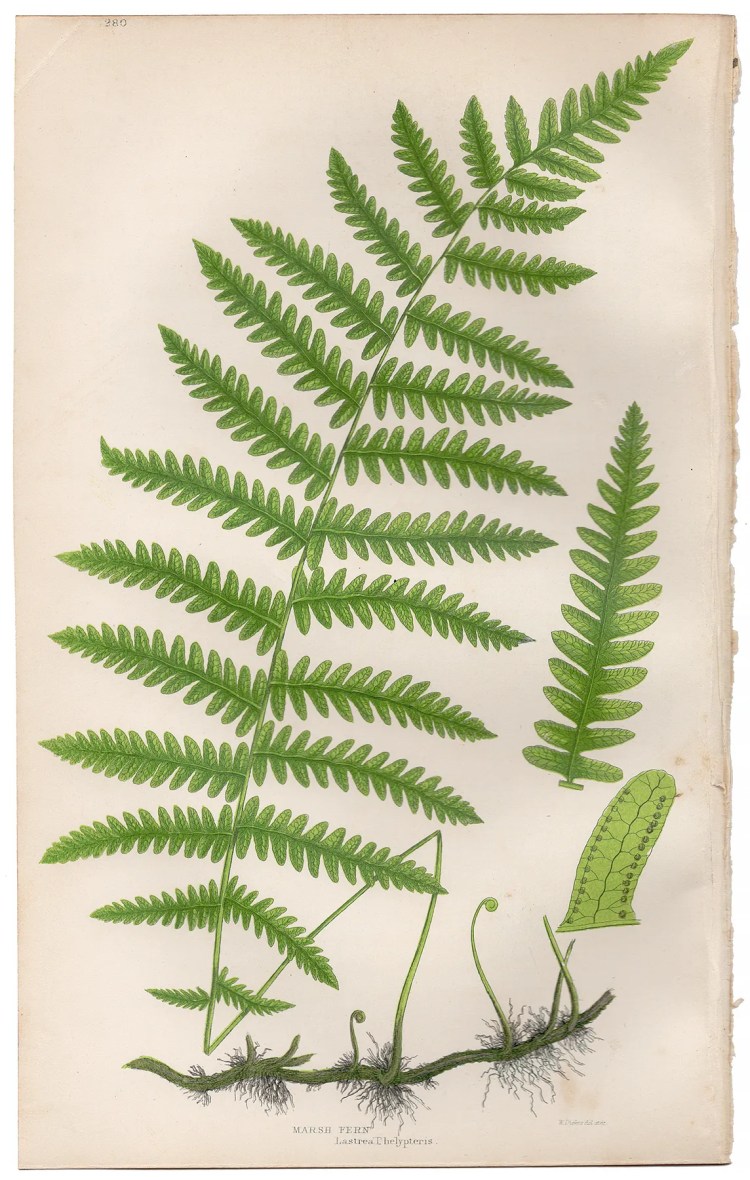 Anne Pratt Ferns Plate 280 Marsh Fern