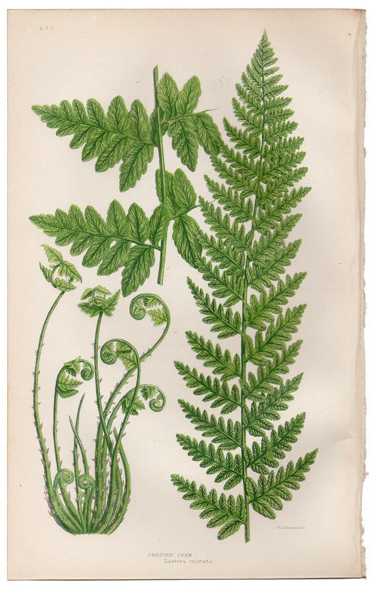 Anne Pratt Ferns Plate 284 Crested Fern