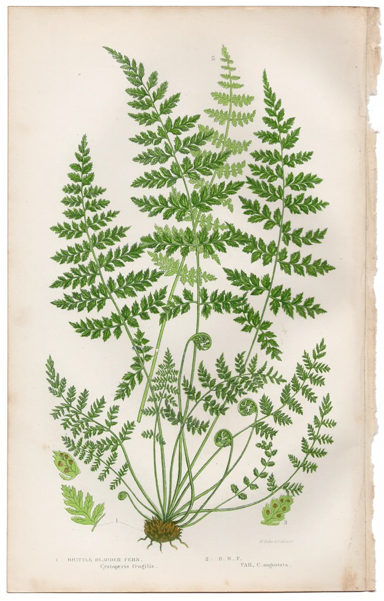 Anne Pratt Ferns Plate 291 Brittle Bladder Fern