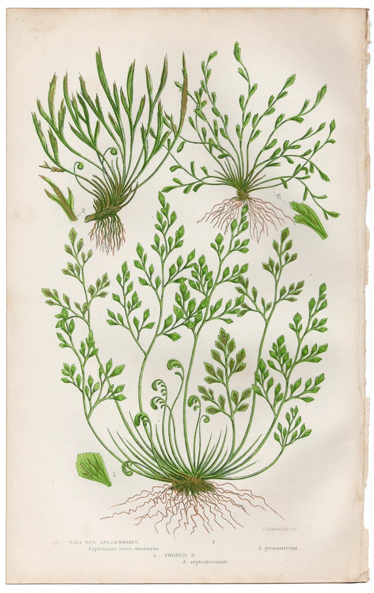 Anne Pratt Ferns Plate 297 Wall Rue Spleenwort, Forked Spleenwort