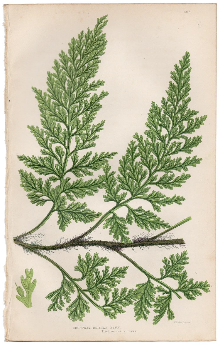 Anne Pratt Ferns Plate 305 European Bristle Fern