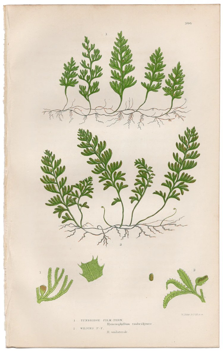 Anne Pratt Ferns Plate 306 Turnbridge Film-Fern, Wilsons Film-Fern