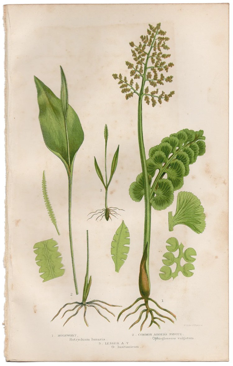 Anne Pratt Ferns Plate 308 Moonwort, Adder's Tongue