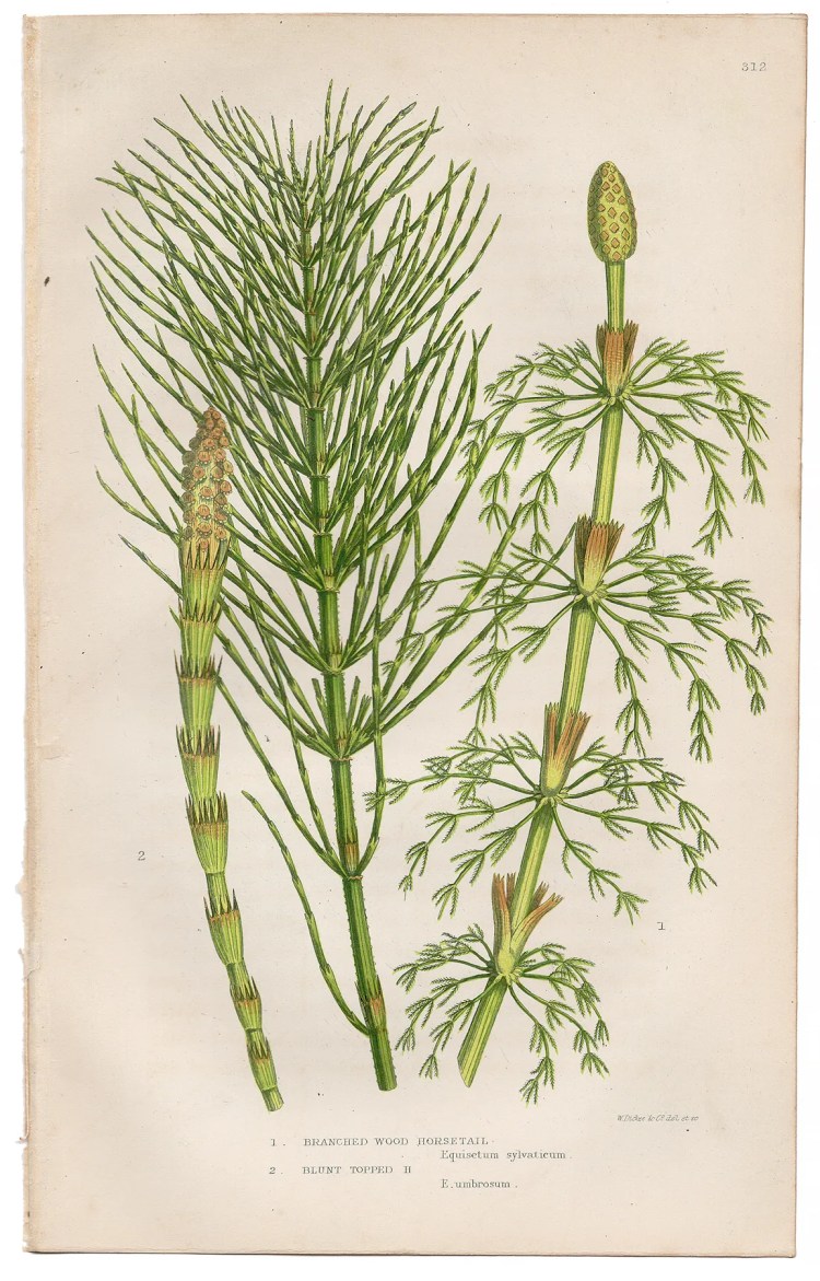 Anne Pratt Ferns Plate 312 Horsetail