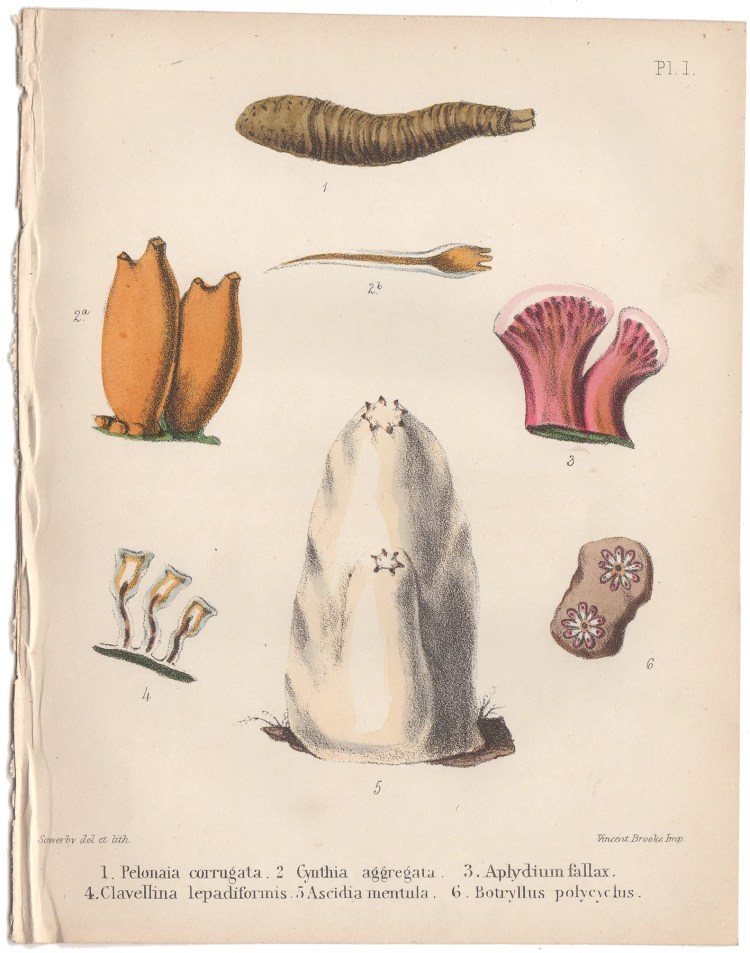 Sowerby Conchology Plate 1 Pelonaia Corrugata