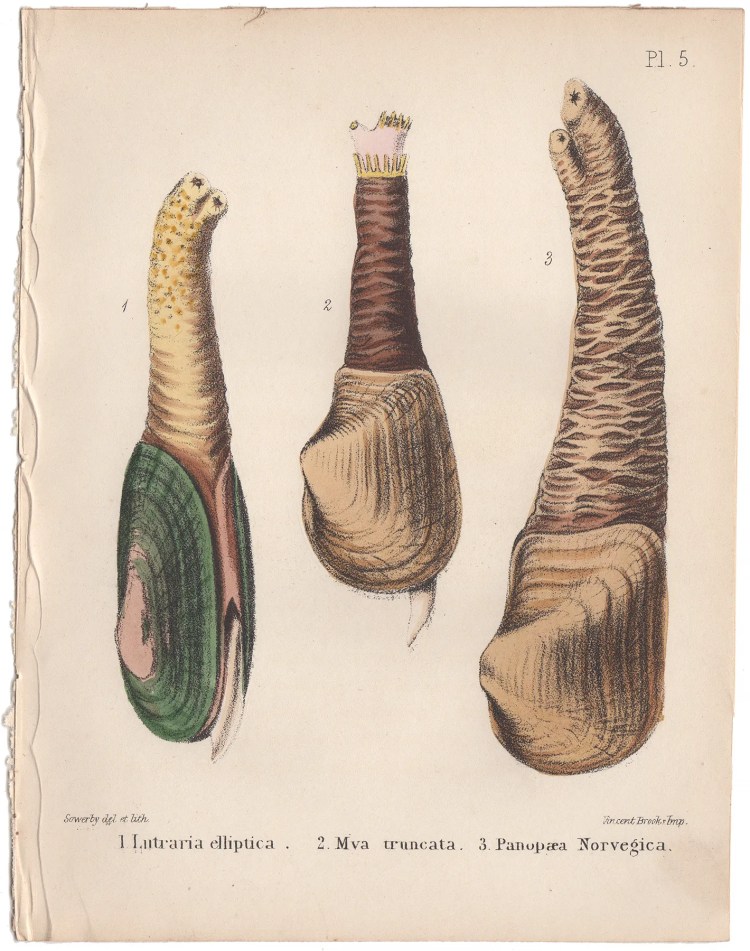 Sowerby Conchology Plate 5 Lutraria Elliptica
