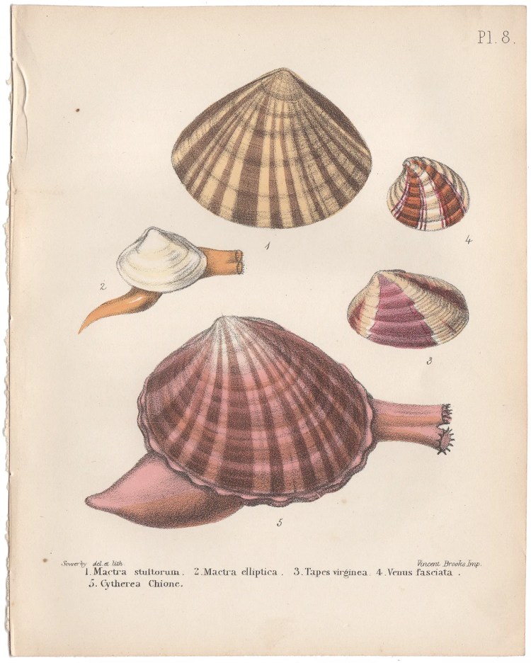 Sowerby Conchology Plate 8 Mactra Stultorum