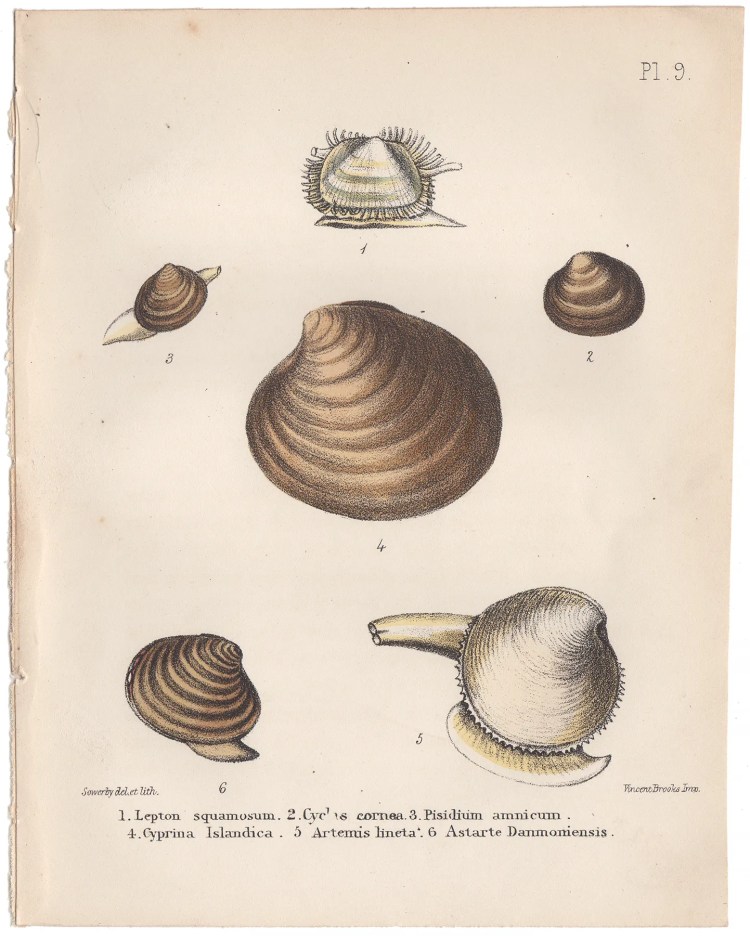Sowerby Conchology Plate 9 Lepton Squamosum
