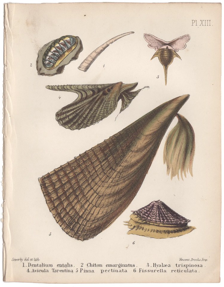 Sowerby Conchology Plate 13 Dentalium Entalis