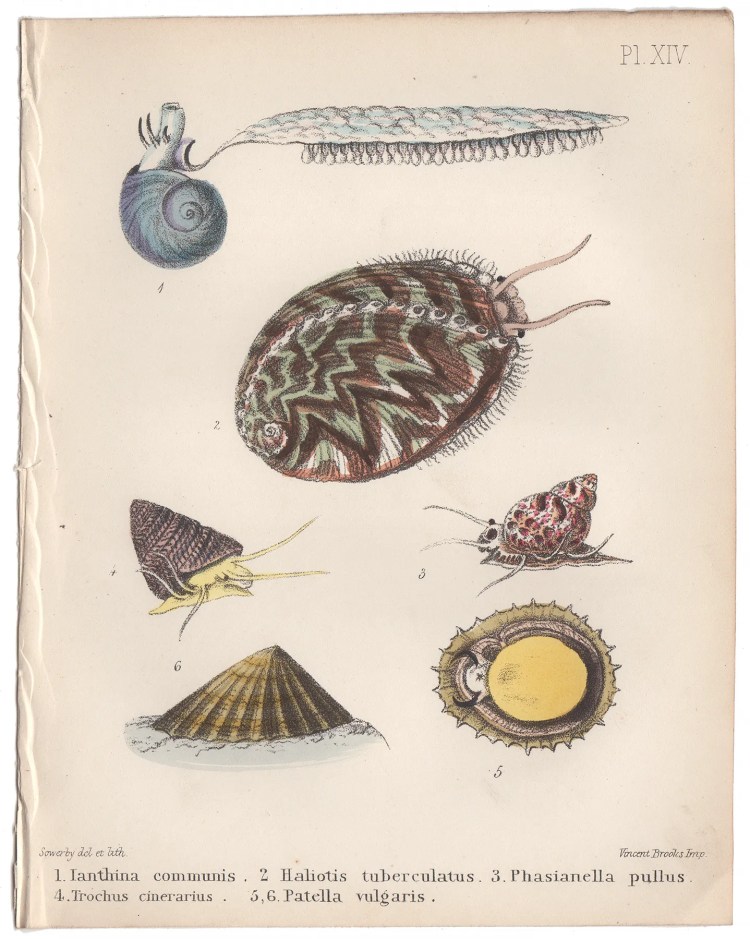 Sowerby Conchology Plate 14 Ianthina Communis