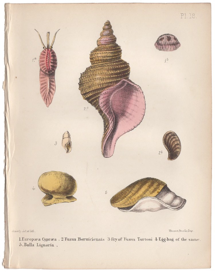 Sowerby Conchology Plate 18 Europaea Cypraea