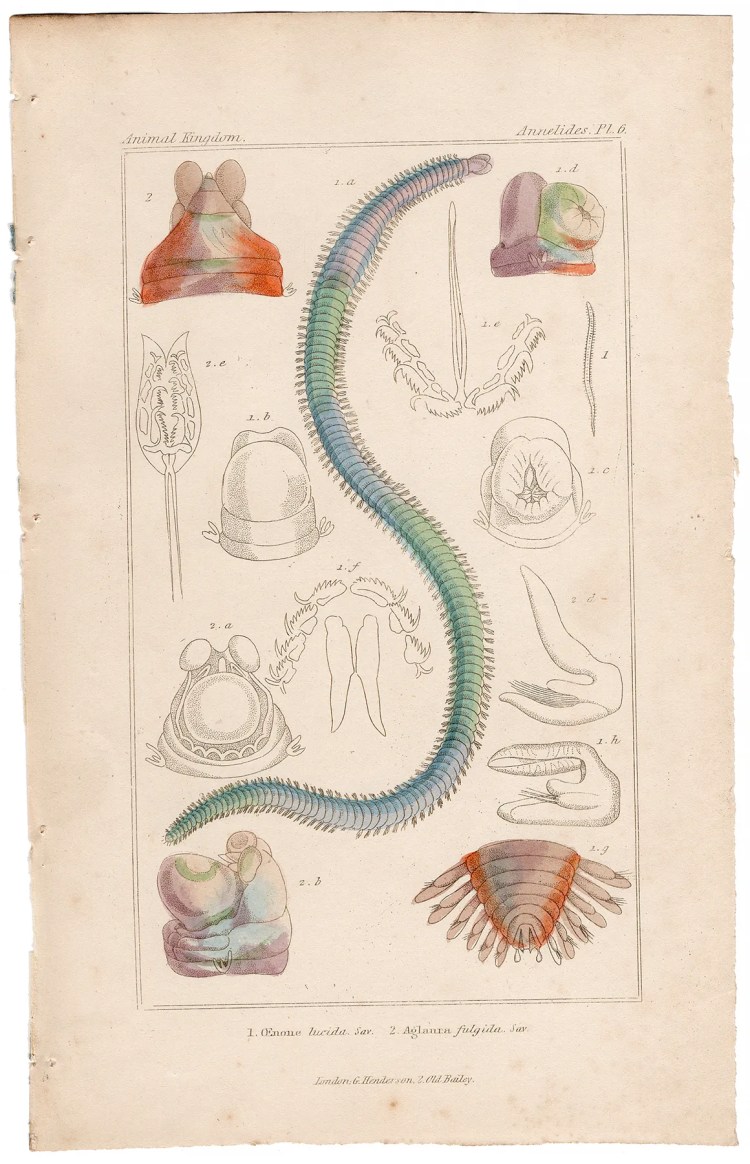 Cuvier Animal Kingdom Annelida Plate 6 Oenone Lucida