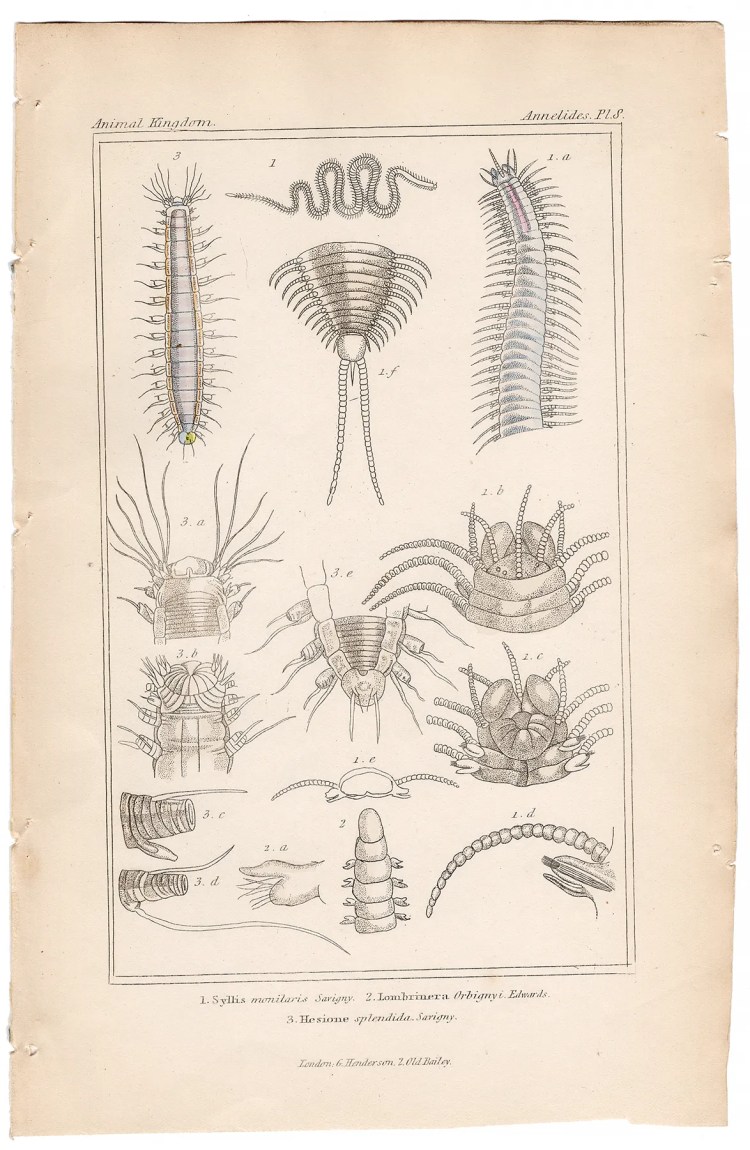 Cuvier Animal Kingdom Annelida Plate 8 Syllis Monilaris