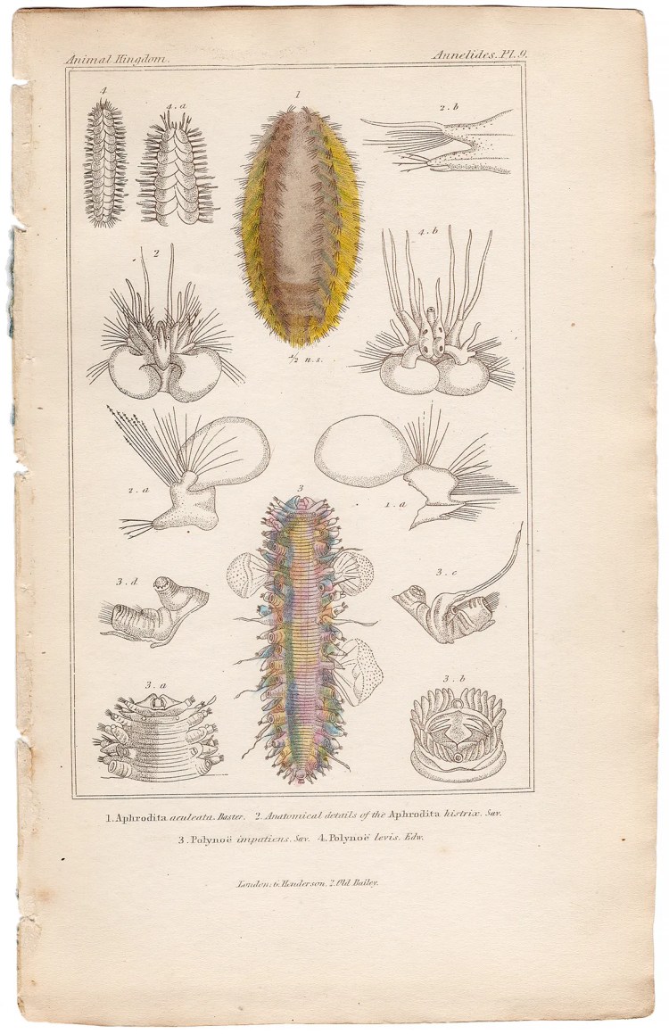 Cuvier Animal Kingdom Annelida Plate 9 Aphrodita Aculeata