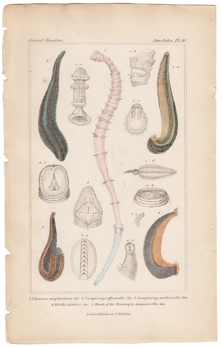 Cuvier Animal Kingdom Annelida Plate 10 Clymene Amphistoma