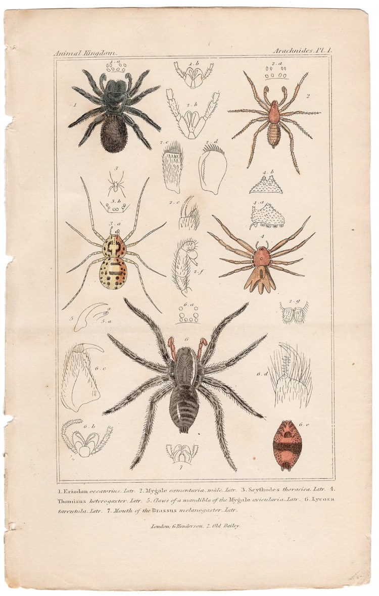 Cuvier Animal Kingdom Arachnides Plate 1 Spider