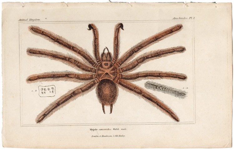Cuvier Animal Kingdom Arachnides Plate 2 Spider