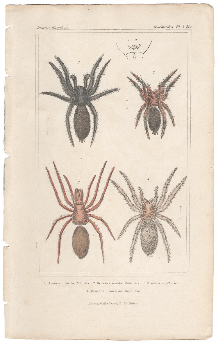 Cuvier Animal Kingdom Arachnides Plate 3bis Spider