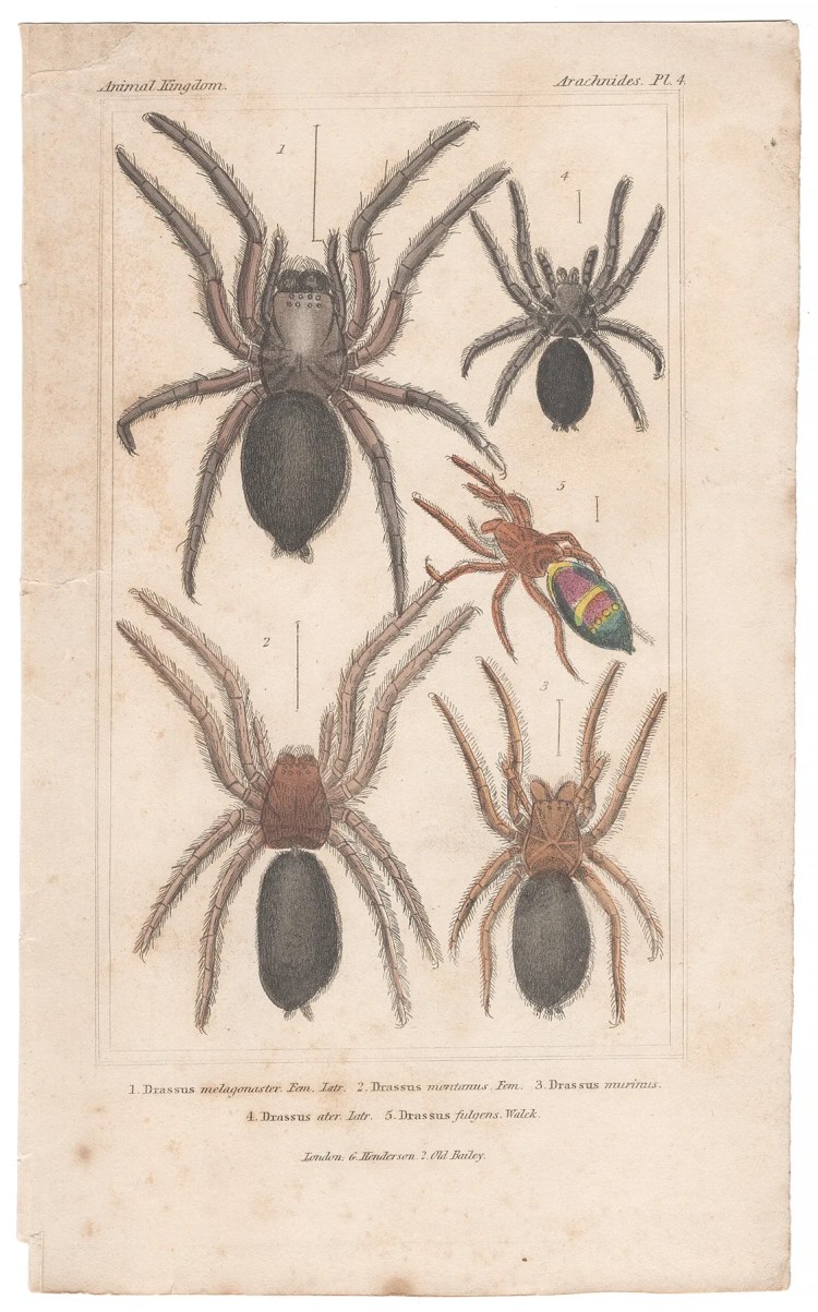 Cuvier Animal Kingdom Arachnides Plate 4 Ground Spider