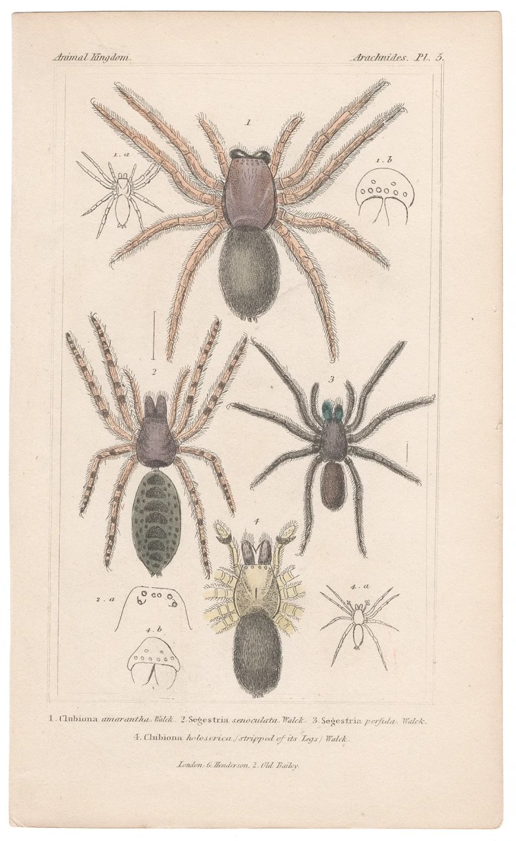 Cuvier Animal Kingdom Arachnides Plate 5 Sac Spider