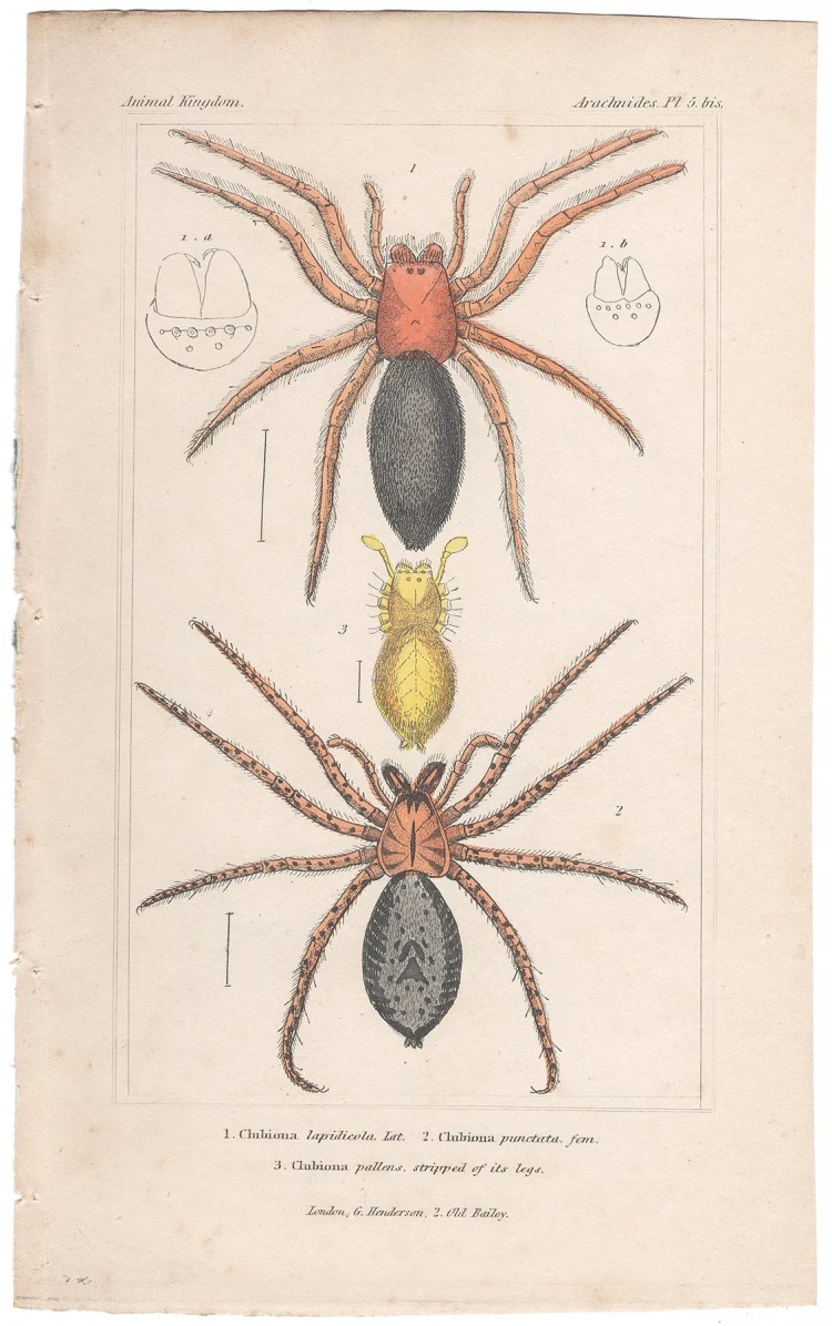 Cuvier Animal Kingdom Arachnides Plate 5bis Spider