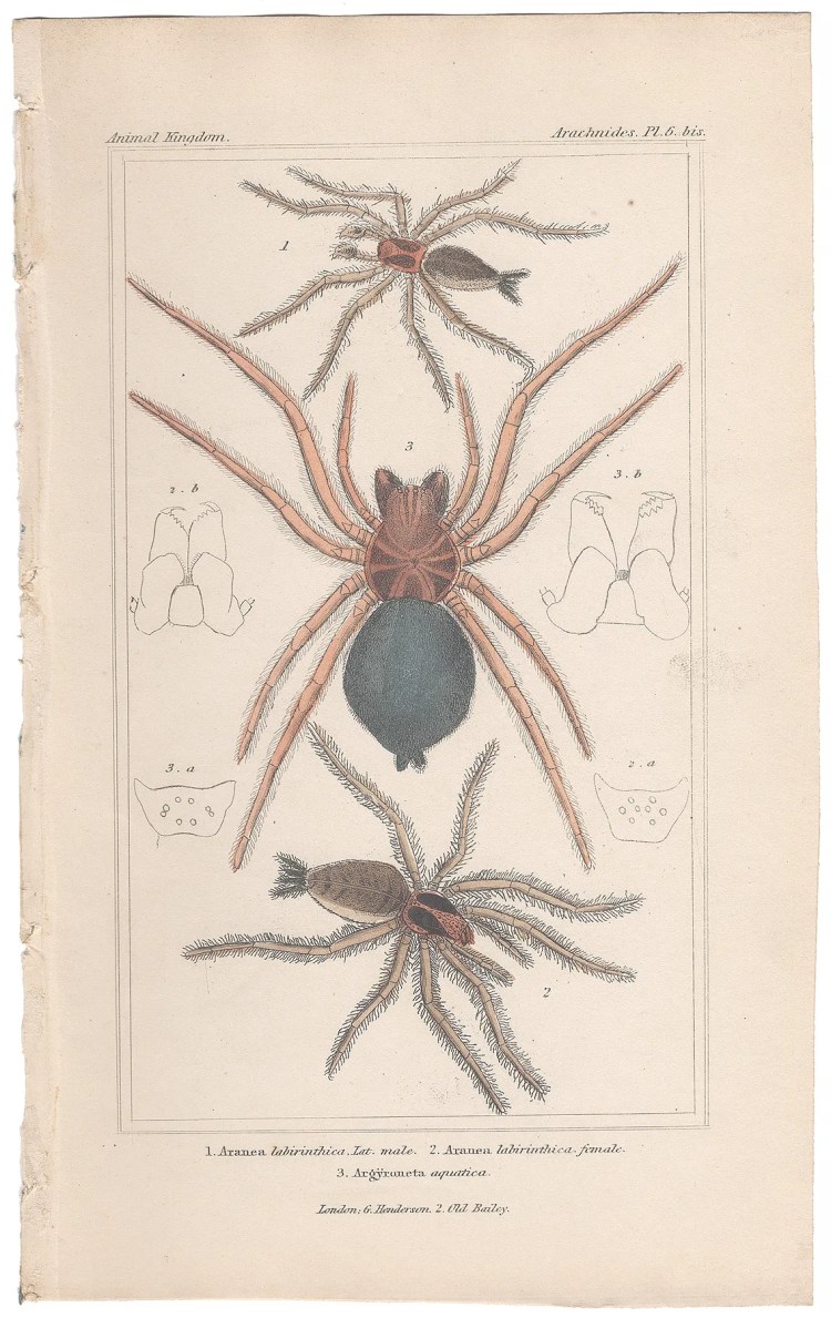 Cuvier Animal Kingdom Arachnides Plate 6bis Spider