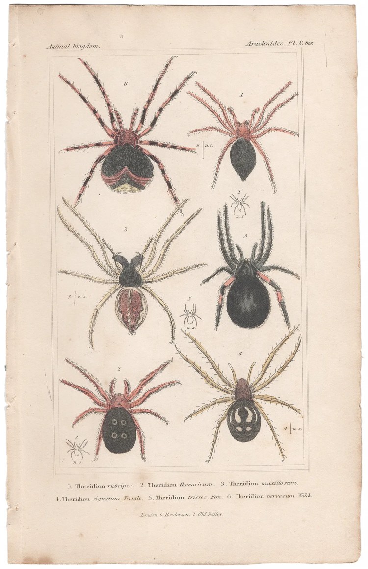Cuvier Animal Kingdom Arachnides Plate 8bis Spider