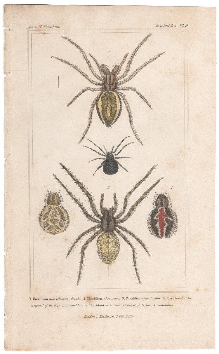 Cuvier Animal Kingdom Arachnides Plate 9 Spider