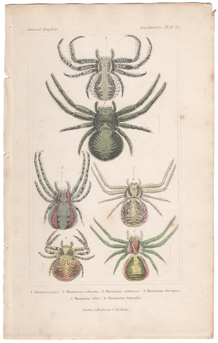 Cuvier Animal Kingdom Arachnides Plate 10bis Crab Spider