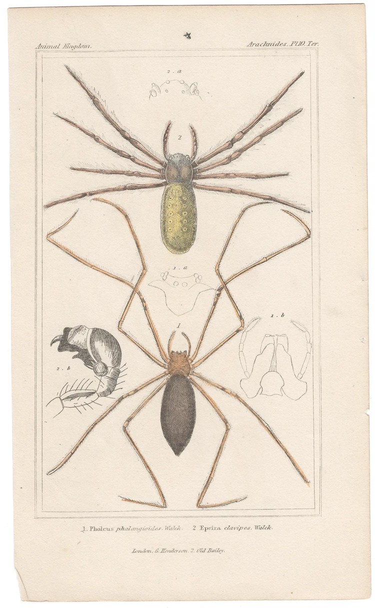 Cuvier Animal Kingdom Arachnides Plate 10ter Cellar Spider