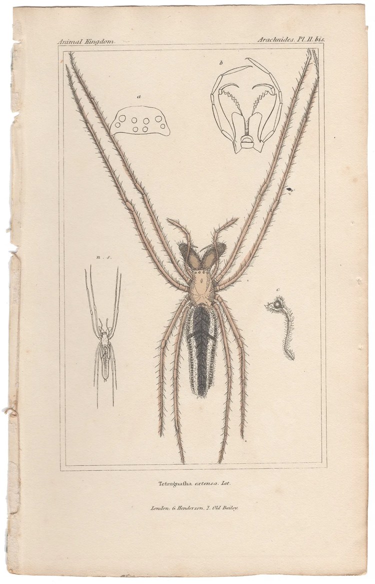 Cuvier Animal Kingdom Arachnides Plate 11bis Long-jawed Orb-weaver