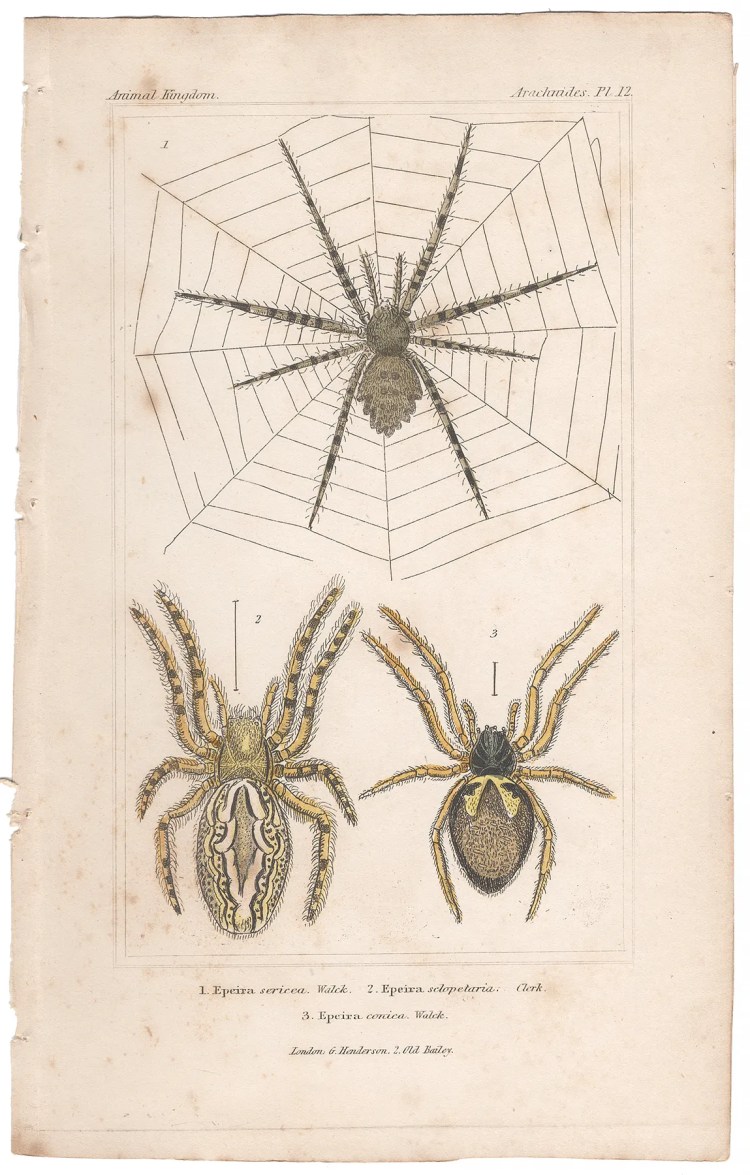 Cuvier Animal Kingdom Arachnides Plate 12 Orb-weaver Spider