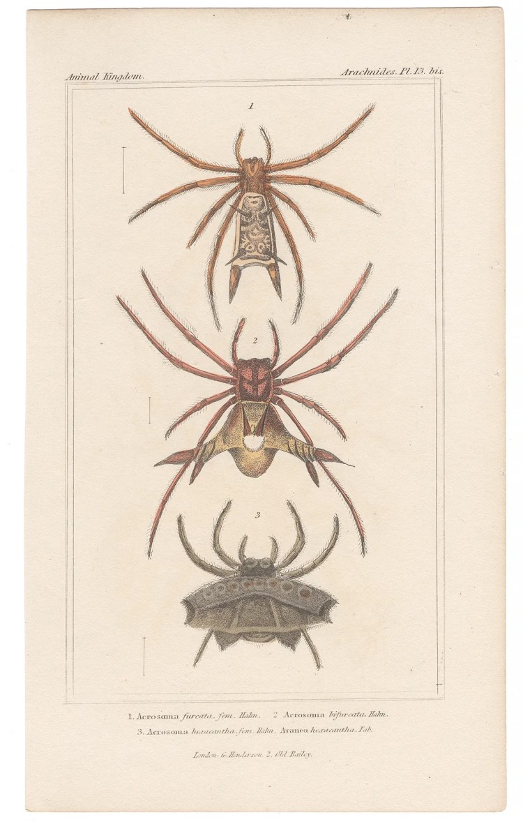 Cuvier Animal Kingdom Arachnides Plate 13bis Orb-weaver Spider