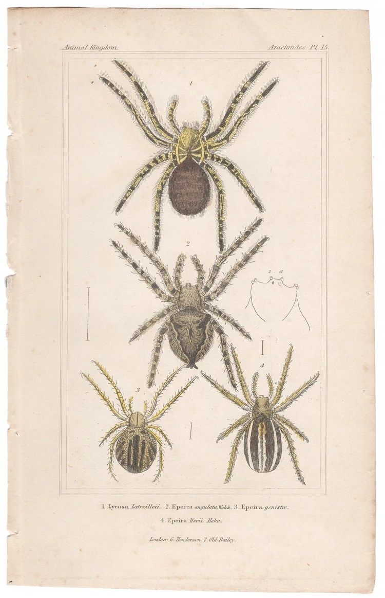 Cuvier Animal Kingdom Arachnides Plate 15 Wolf Spider