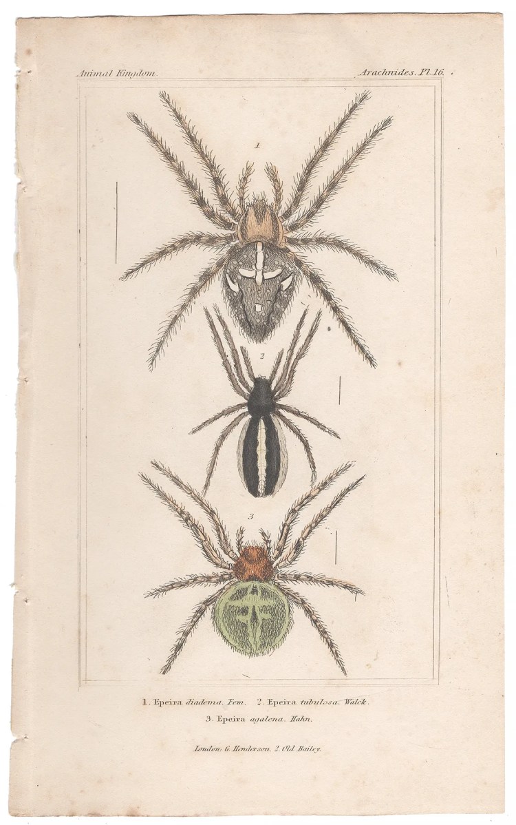 Cuvier Animal Kingdom Arachnides Plate 16 European Garden Spider